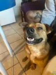 Ajuda na busca por adoção responsável para cão resgatado - Pinheira/SC