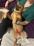 Ajuda na busca por adoção responsável para cão resgatado - Pinheira/SC