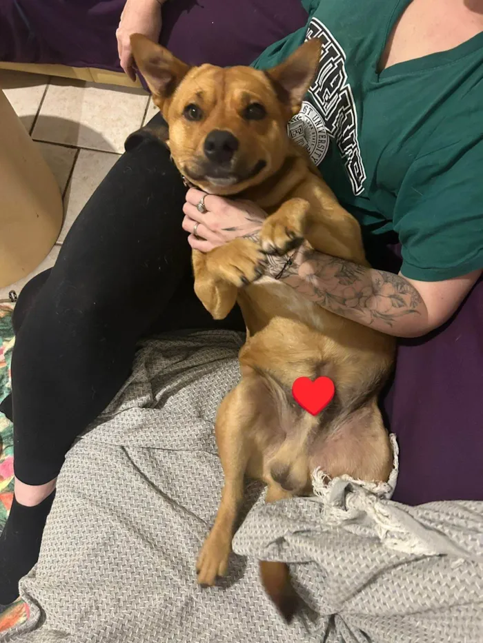 Cachorro ra a SRD-ViraLata idade 7 a 11 meses nome Ajuda na busca por adoção responsável para cão resgatado - Pinheira/SC