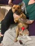 Ajuda na busca por adoção responsável para cão resgatado - Pinheira/SC
