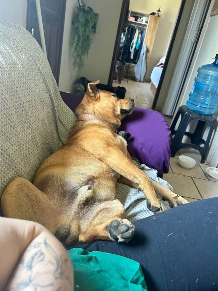 Cachorro ra a SRD-ViraLata idade 7 a 11 meses nome Ajuda na busca por adoção responsável para cão resgatado - Pinheira/SC