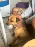 Ajuda na busca por adoção responsável para cão resgatado - Pinheira/SC