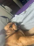 Ajuda na busca por adoção responsável para cão resgatado - Pinheira/SC