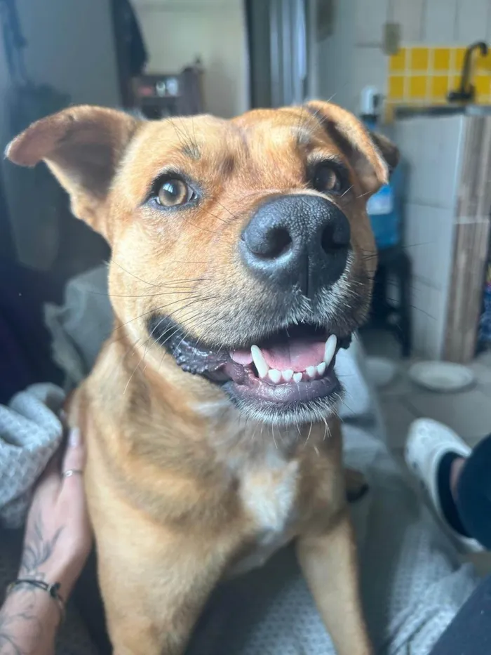 Cachorro ra a SRD-ViraLata idade 7 a 11 meses nome Ajuda na busca por adoção responsável para cão resgatado - Pinheira/SC