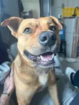 Ajuda na busca por adoção responsável para cão resgatado - Pinheira/SC