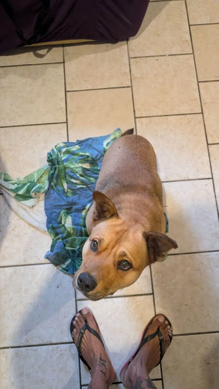 Cachorro ra a SRD-ViraLata idade 7 a 11 meses nome Ajuda na busca por adoção responsável para cão resgatado - Pinheira/SC