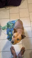 Ajuda na busca por adoção responsável para cão resgatado - Pinheira/SC