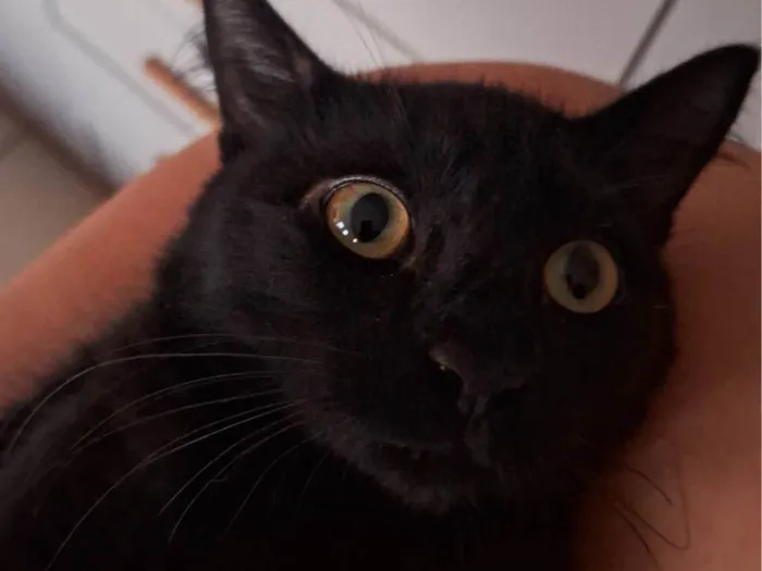 Gato ra a SRD-ViraLata idade 1 ano nome Oreo