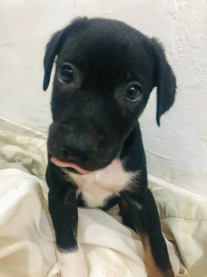 Cachorro ra a SRD-ViraLata idade Abaixo de 2 meses nome MACHO - FILHOTE