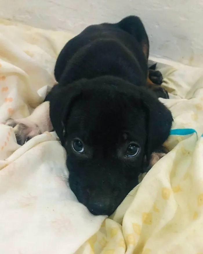 Cachorro ra a SRD-ViraLata idade Abaixo de 2 meses nome MACHO - FILHOTE