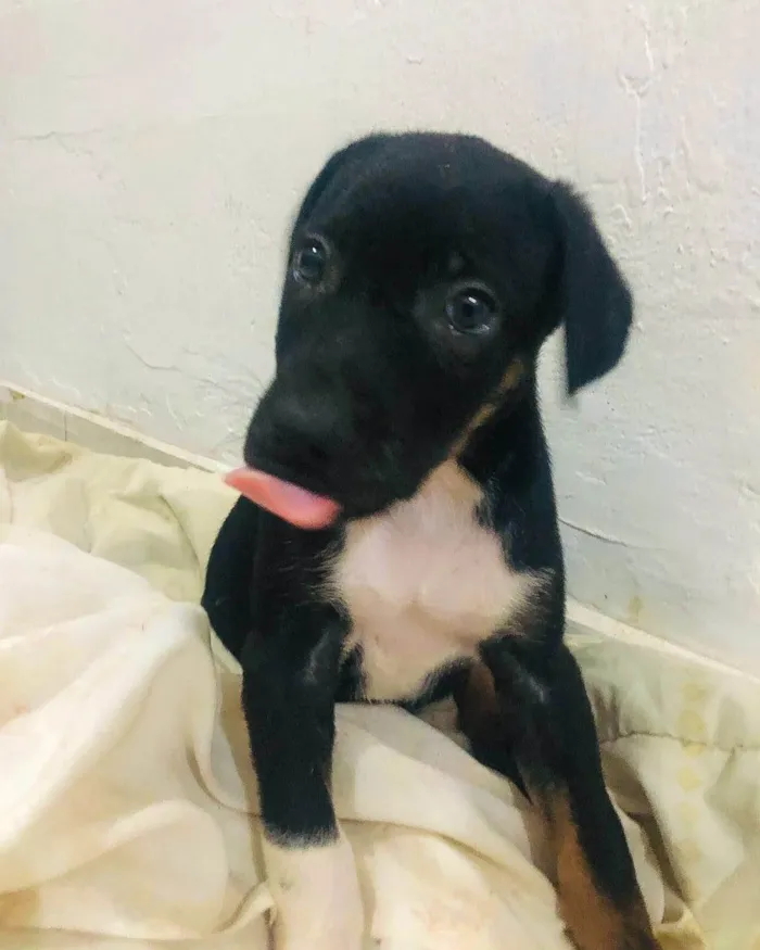Cachorro ra a SRD-ViraLata idade Abaixo de 2 meses nome MACHO - FILHOTE