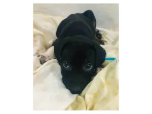 Cachorro raça SRD-ViraLata idade Abaixo de 2 meses nome MACHO - FILHOTE
