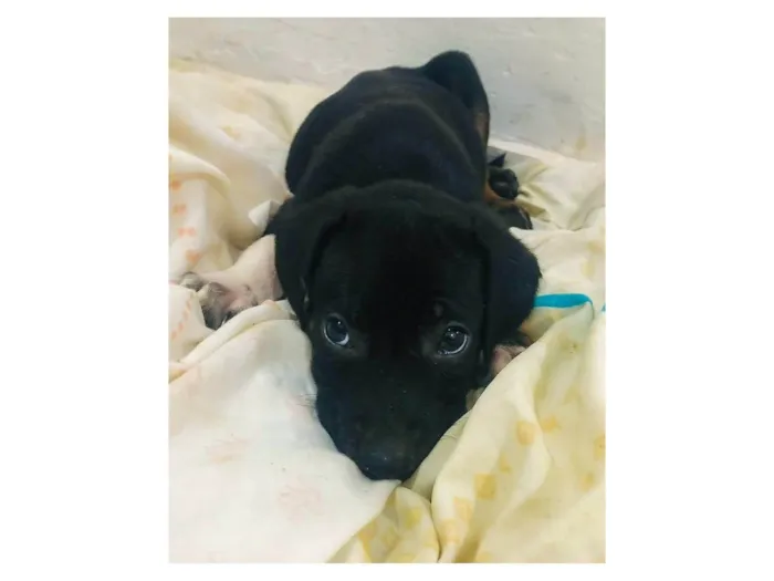 Cachorro ra a SRD-ViraLata idade Abaixo de 2 meses nome MACHO - FILHOTE