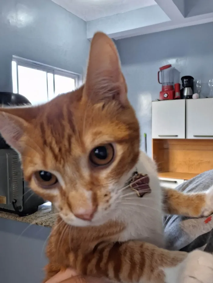 Gato ra a SRD-ViraLata idade 2 a 6 meses nome João Matheus 
