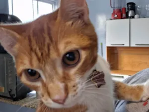 Gato raça SRD-ViraLata idade 2 a 6 meses nome João Matheus 