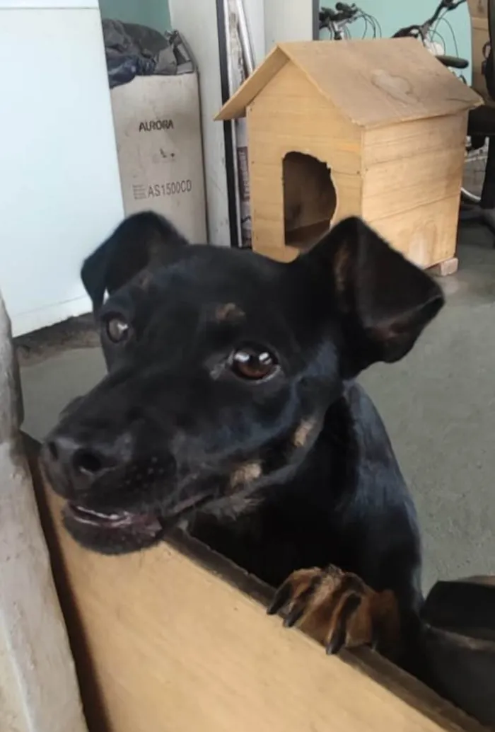 Cachorro ra a SRD-ViraLata idade 2 anos nome Pretinho 