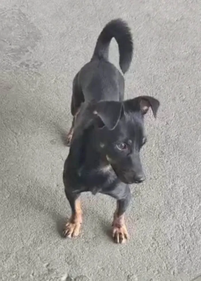 Cachorro ra a SRD-ViraLata idade 2 anos nome Pretinho 