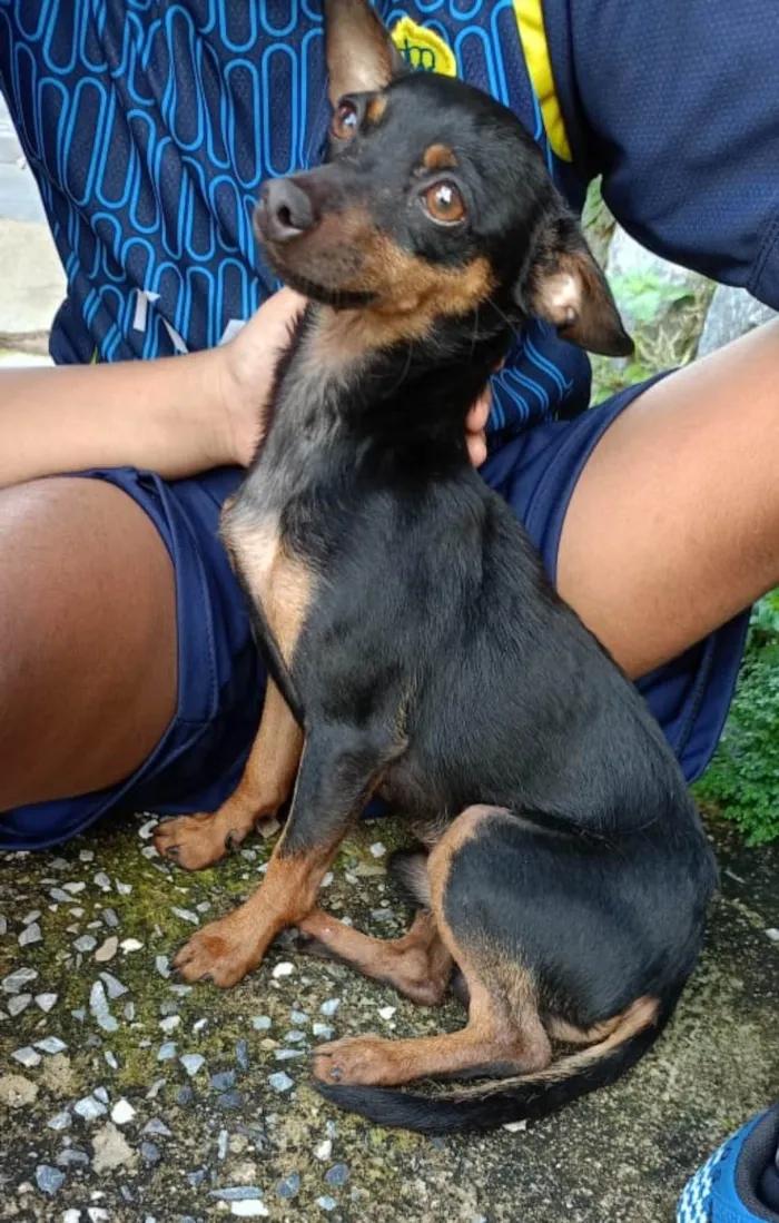 Cachorro ra a SRD-ViraLata idade 2 anos nome Pretinho 
