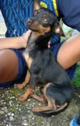 Pretinho