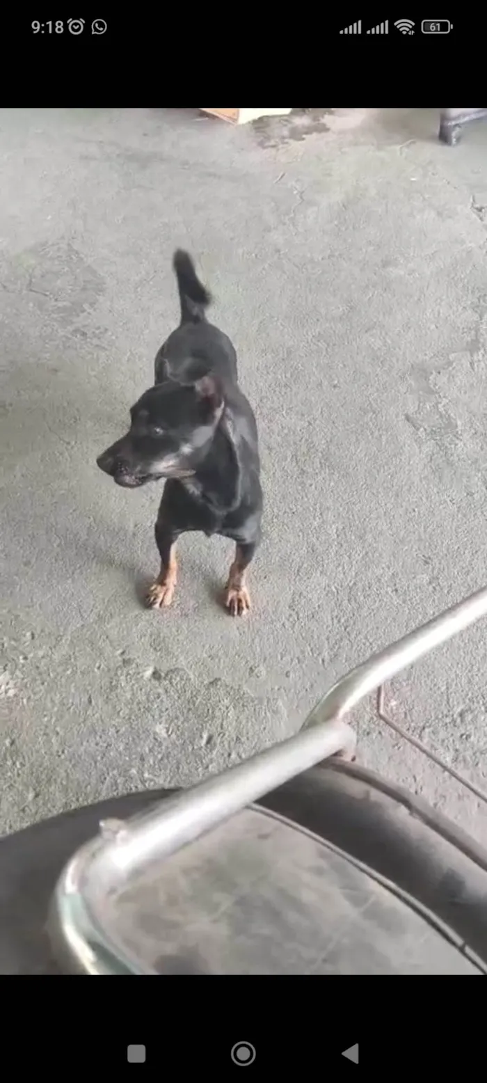 Cachorro ra a SRD-ViraLata idade 2 anos nome Pretinho 