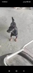 Pretinho