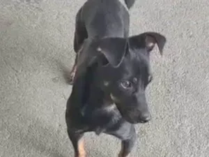 Cachorro raça SRD-ViraLata idade 2 anos nome Pretinho 