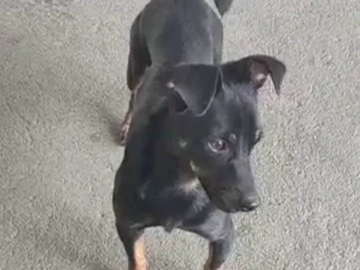 Cachorro ra a SRD-ViraLata idade 2 anos nome Pretinho 