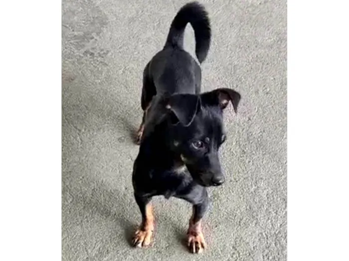 Cachorro ra a SRD-ViraLata idade 2 anos nome Pretinho 