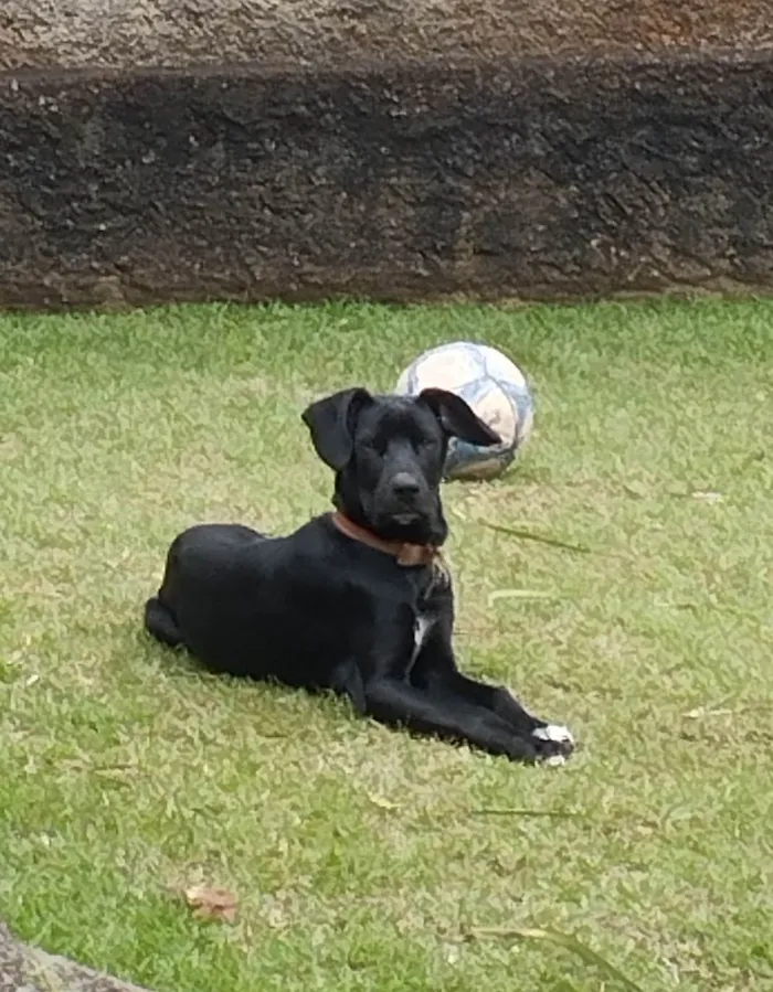 Cachorro ra a SRD-ViraLata idade 7 a 11 meses nome Pantera