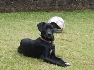 Cachorro raça SRD-ViraLata idade 7 a 11 meses nome Pantera