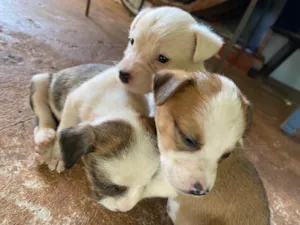 Cachorro raça SRD-ViraLata idade 2 a 6 meses nome Sem nomes ainda 