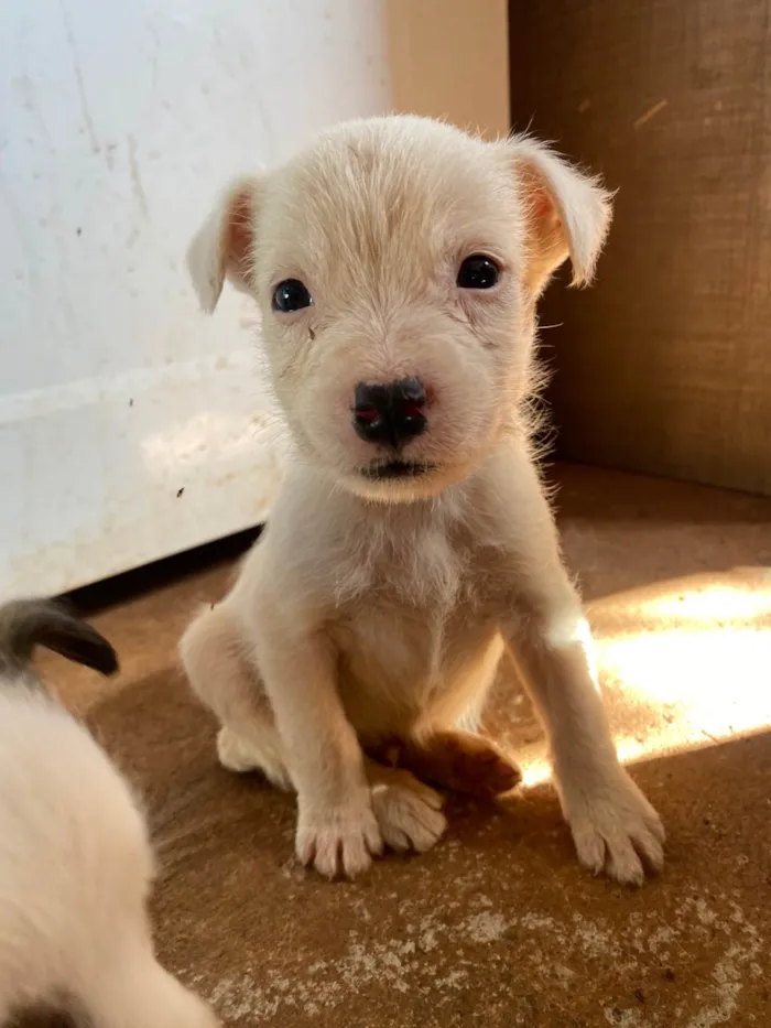 Cachorro ra a SRD-ViraLata idade 2 a 6 meses nome Sem nomes ainda 