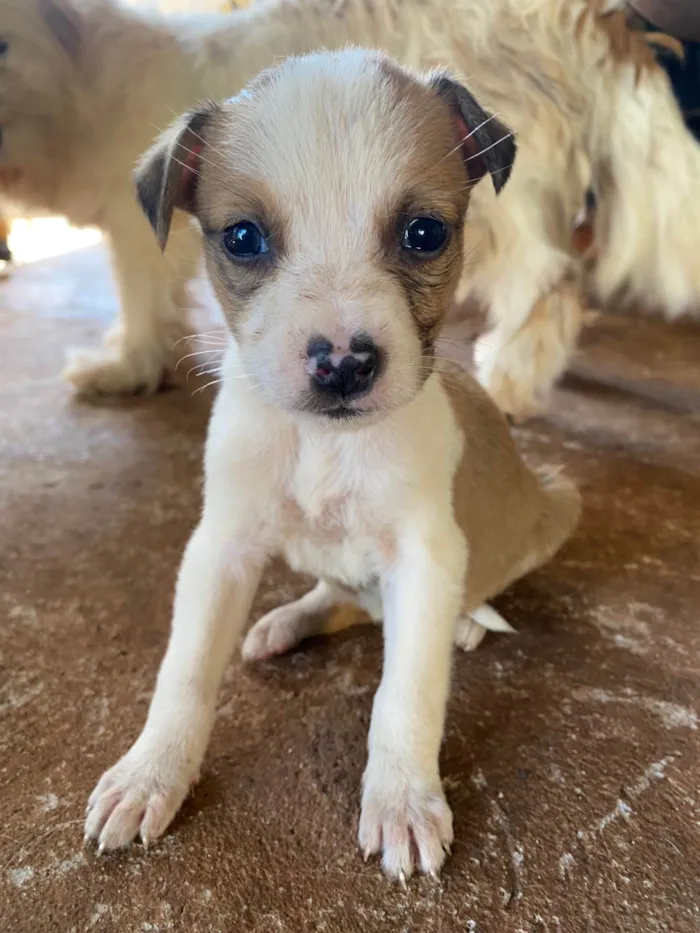 Cachorro ra a SRD-ViraLata idade 2 a 6 meses nome Sem nomes ainda 