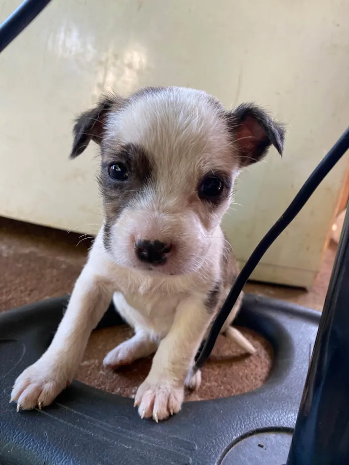 Cachorro ra a SRD-ViraLata idade 2 a 6 meses nome Sem nomes ainda 