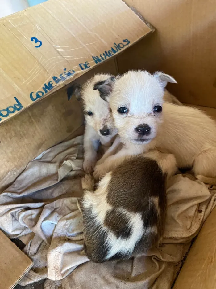 Cachorro ra a SRD-ViraLata idade 2 a 6 meses nome Sem nomes ainda 