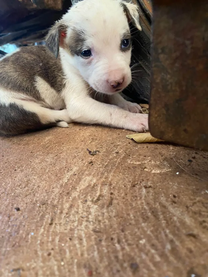 Cachorro ra a SRD-ViraLata idade 2 a 6 meses nome Sem nomes ainda 