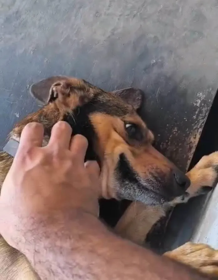 Cachorro ra a SRD-ViraLata idade 3 anos nome Joe