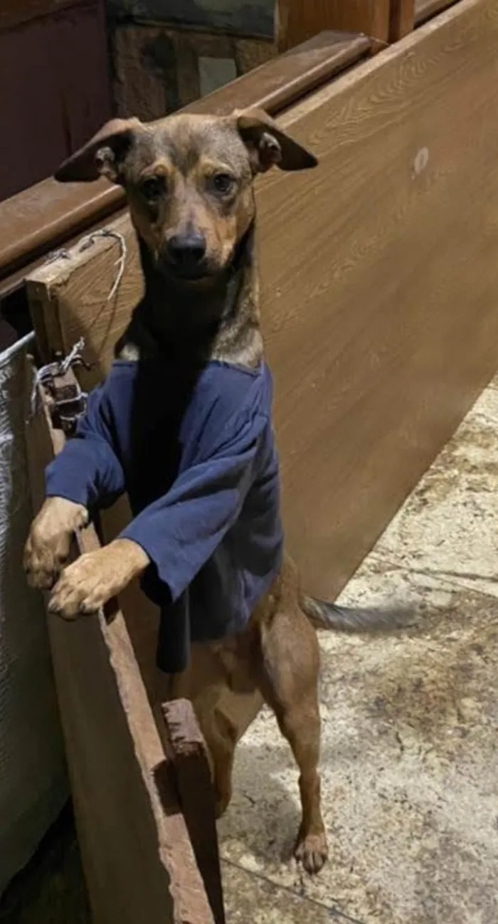 Cachorro ra a SRD-ViraLata idade 3 anos nome Joe