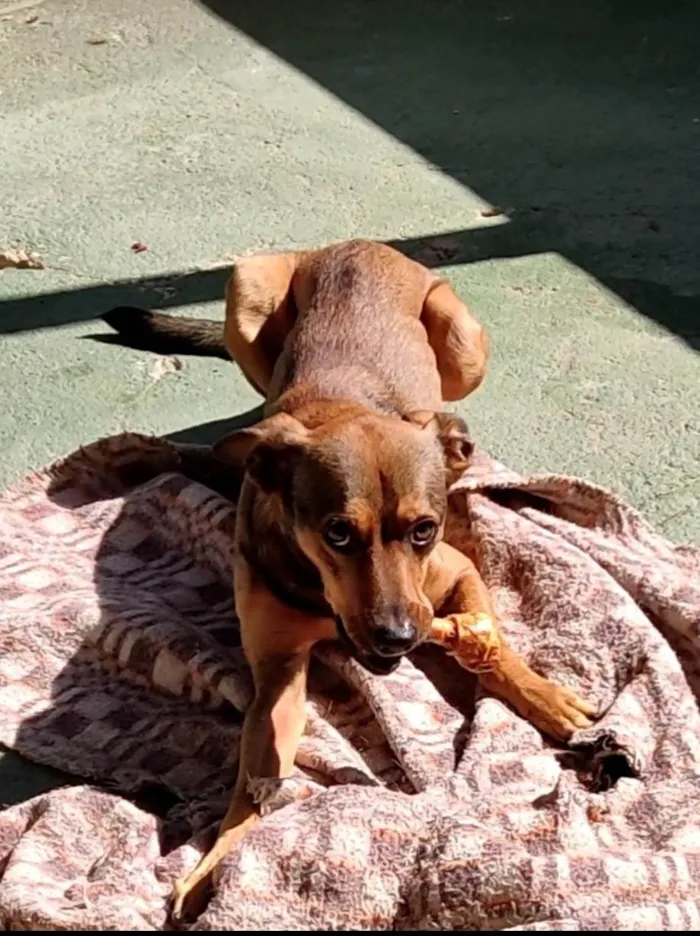 Cachorro ra a SRD-ViraLata idade 3 anos nome Joe
