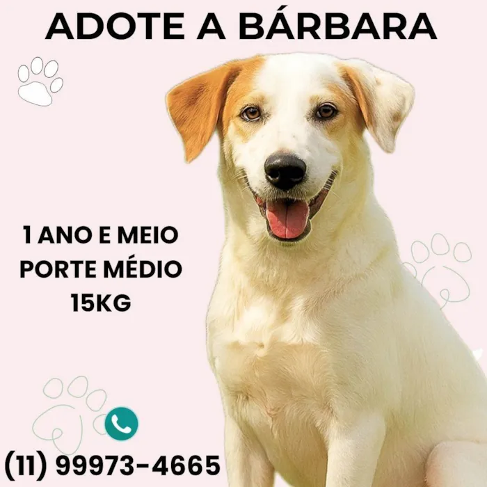 Cachorro ra a SRD-ViraLata idade 1 ano nome Bárbara 
