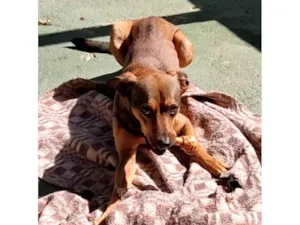 Cachorro raça SRD-ViraLata idade 3 anos nome Joe