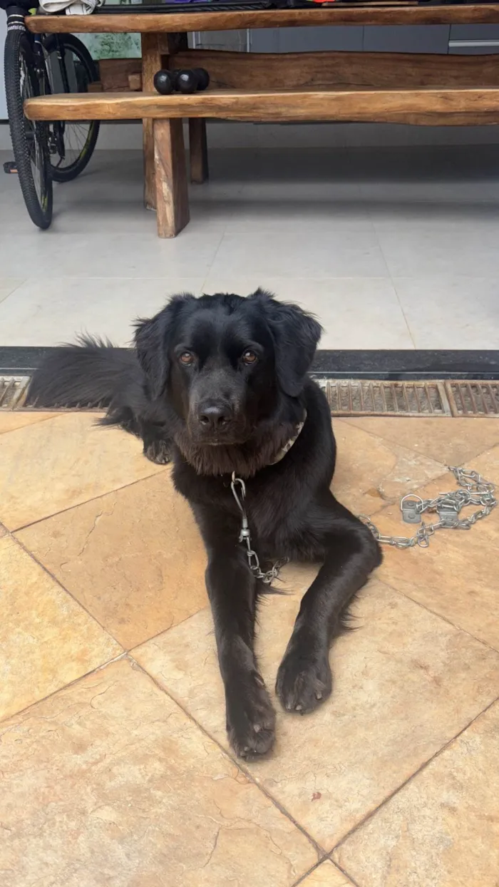 Cachorro ra a SRD-ViraLata idade 1 ano nome Dark