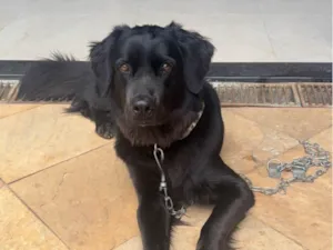 Cachorro raça SRD-ViraLata idade 1 ano nome Dark