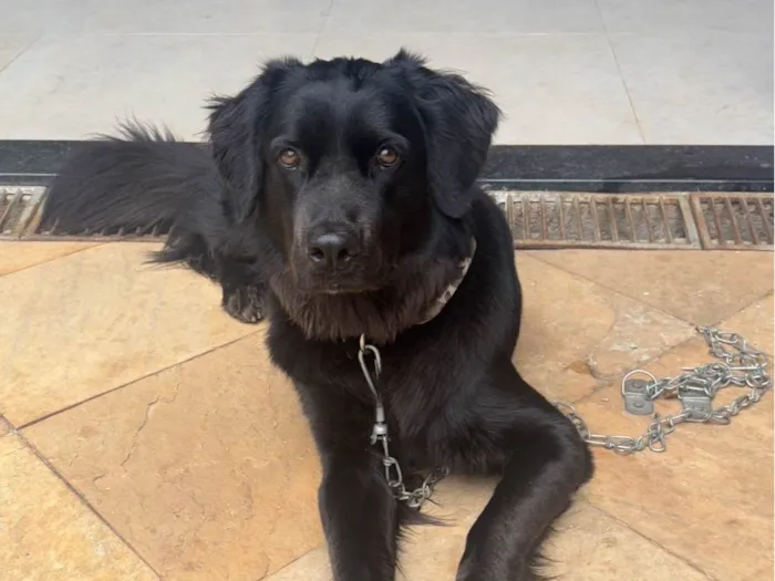 Cachorro ra a SRD-ViraLata idade 1 ano nome Dark