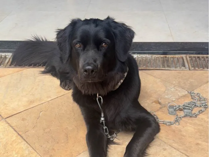 Cachorro ra a SRD-ViraLata idade 1 ano nome Dark