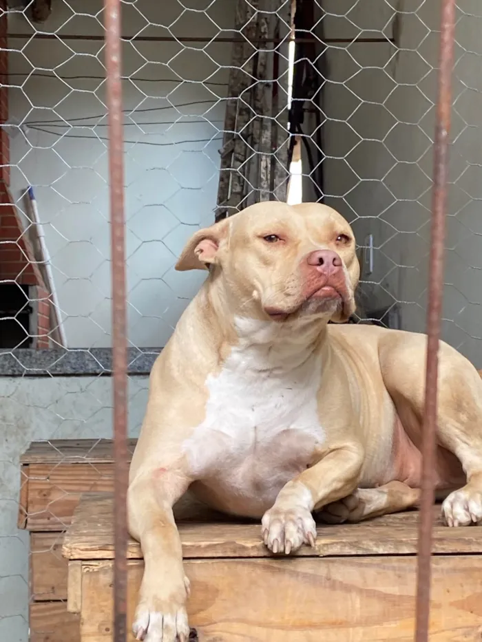 Cachorro ra a Pit-Bull idade 2 anos nome Mel