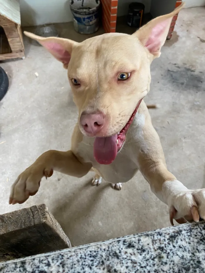 Cachorro ra a Pit-Bull idade 2 anos nome Mel