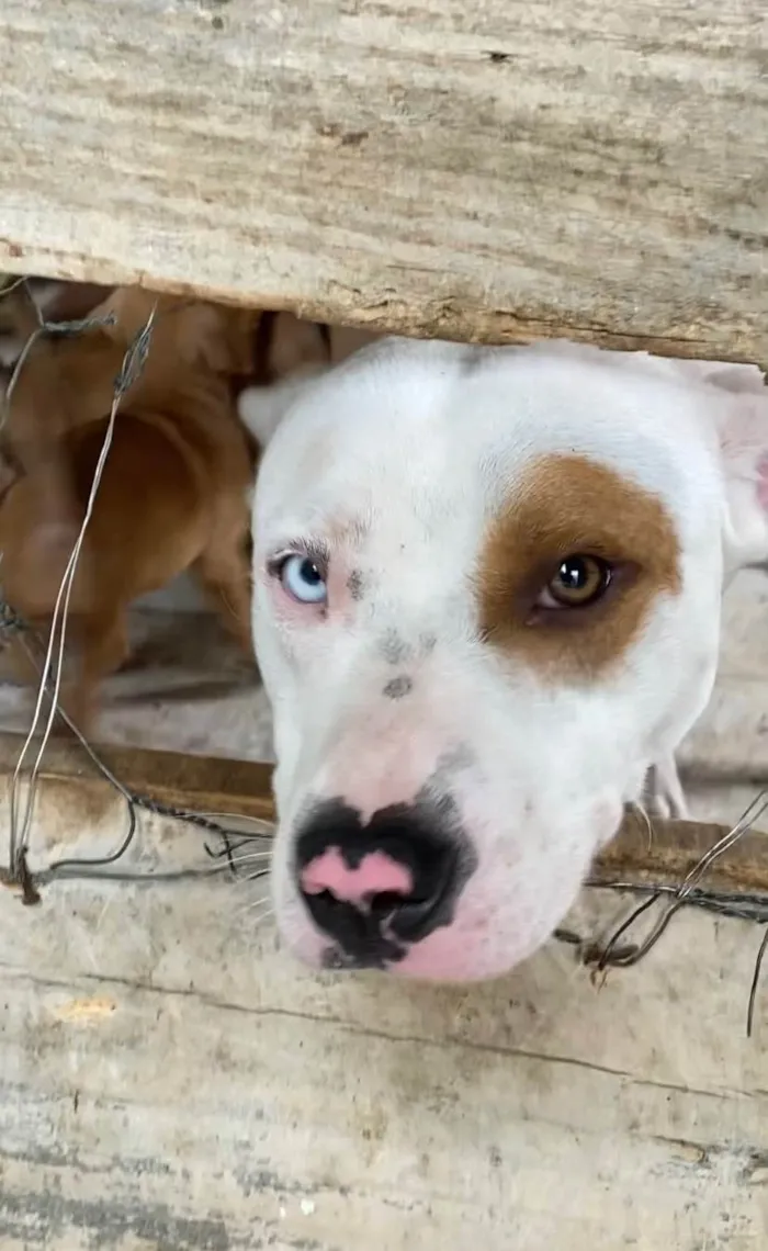 Cachorro ra a Pit-Bull idade 2 anos nome Terror 