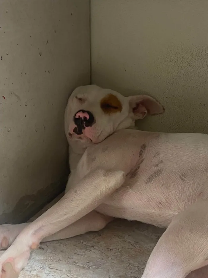 Cachorro ra a Pit-Bull idade 2 anos nome Terror 
