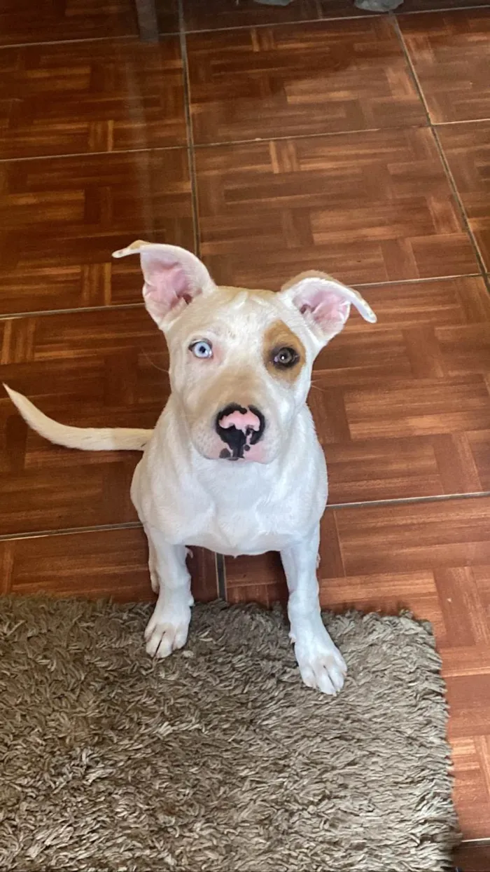 Cachorro ra a Pit-Bull idade 2 anos nome Terror 